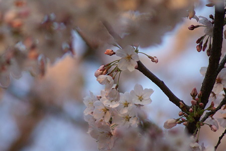 朝陽をあびる桜・その5