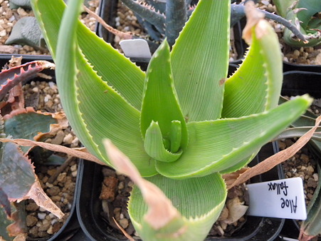 Aloe falax