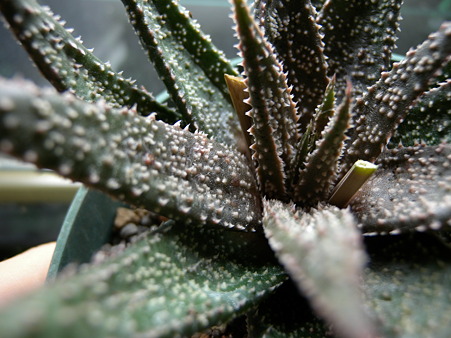 Aloe hybrid 'Twilight Zone'