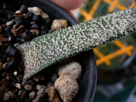 Gasteria batesiana 'Ultra Fine'