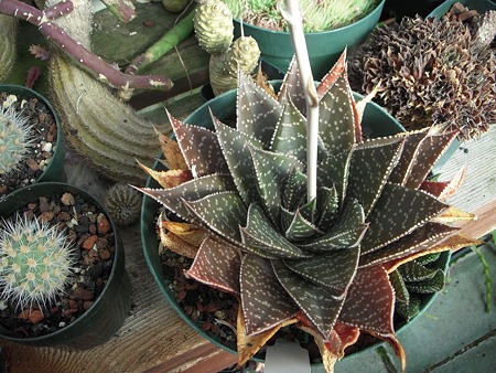 Gastelaloe 'Edward Hummel'