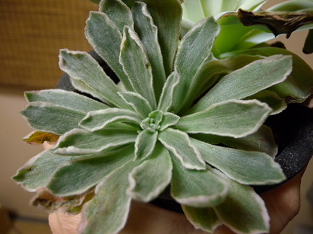 Aeonium cv. Ballerina