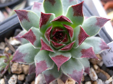 sempervivum Aya-zakura