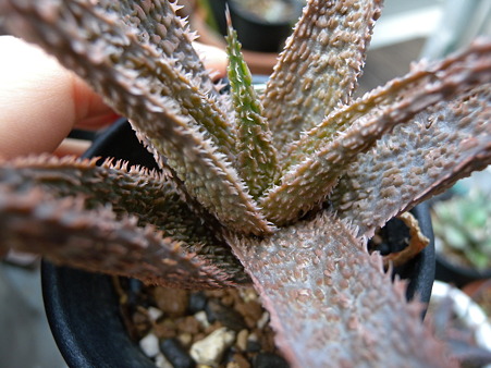 Aloe Angelo