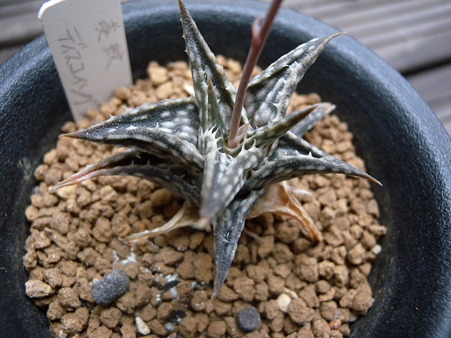 Aloe descoingsii