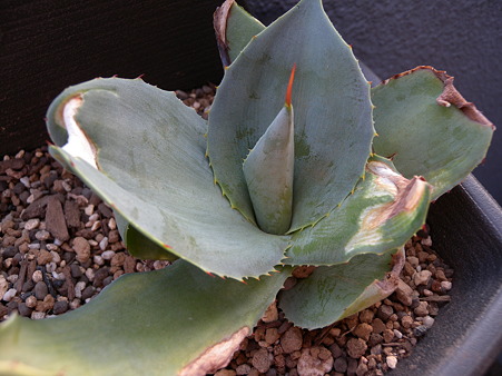 Agave pygmae