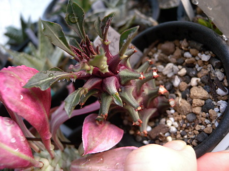 Monadenium sp. Tanzania Red
