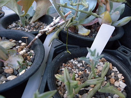 Kalanchoe sp.