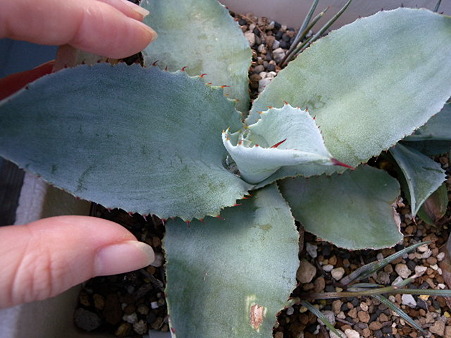 agave pygmaea