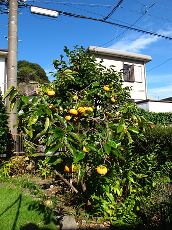 我が家の庭の小さな柿の木