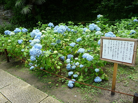 100615-明月院裏庭園-61