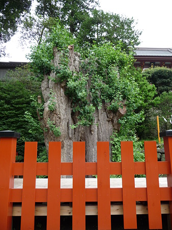 100713-八幡さま-14