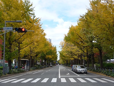 101119-紅葉 山下公園通り (34)