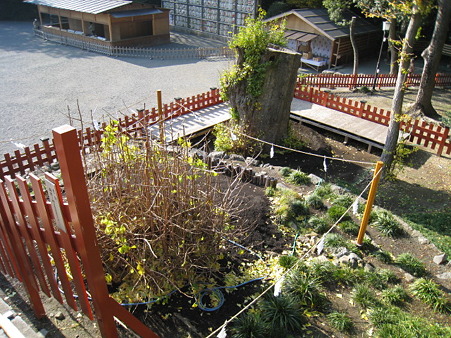 101206-八幡さま銀杏 (4)