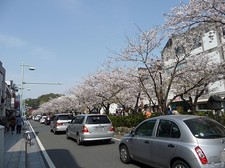 110411-鎌倉 段葛 (18)