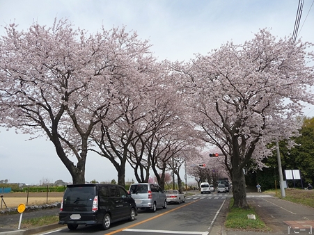 110411-海軍道路 (4)