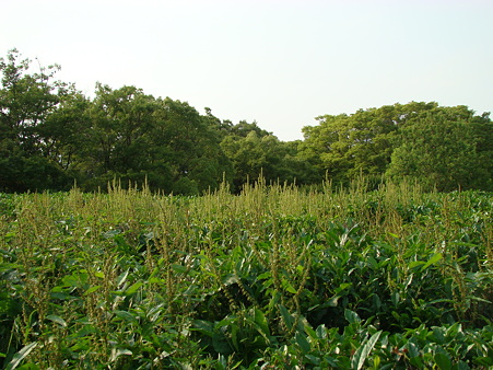万博公園 2010-6-12