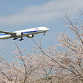 桜並木の向こうの飛行機