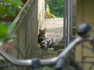 見てる2