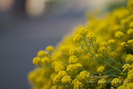 EF50 F1.4テスト撮影
