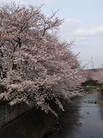 恩田川31