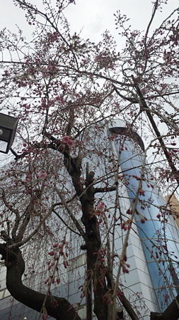 八王子駅入り口の枝垂れ桜
