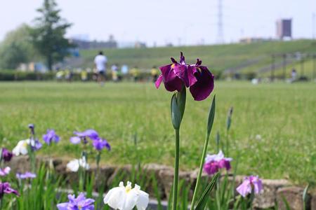 柴又ｰ6　柴又公園