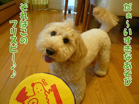 くーかいの愛用フリスビー 2