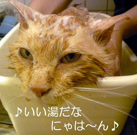 ♪いい湯だなにゃは~ん♪