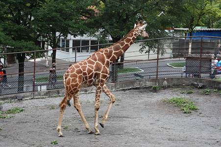 キリン