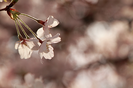 桜色の光_4426