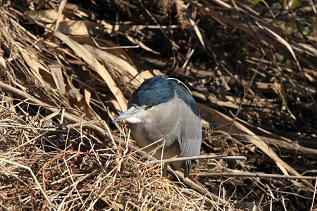 2011.01.07　和泉川　ゴイサギ