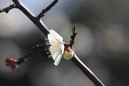 2011.02.25　和泉川　梅