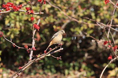 2011.03.03　和泉川　ボケへジョウビタキ
