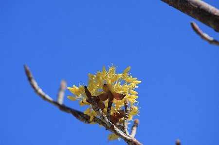 2011.03.18　和泉川　 山茱萸