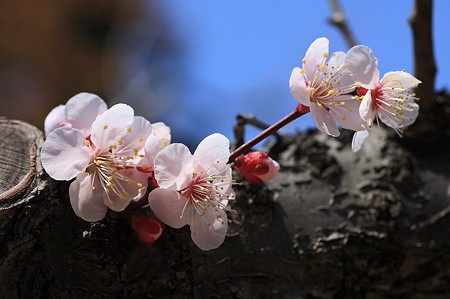 2011.03.19　大池公園　梅