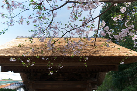 2011.04.10　極楽寺　山門とさくら