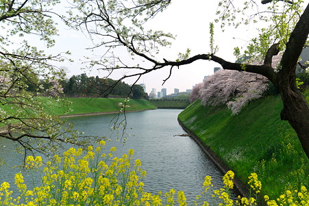 2011.04.11　皇居　半蔵壕　桜と菜の花