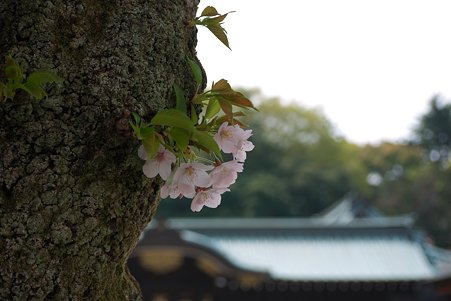 2011.04.11　靖国神社　さくら