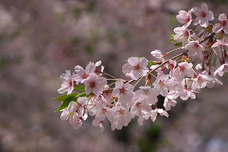 2011.04.11　靖国神社　桜