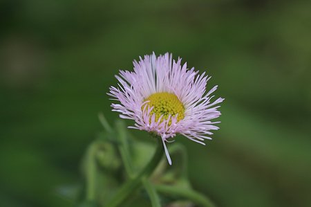 2011.04.22　和泉川　ハルジオン