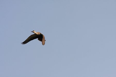 2011.04.27　和泉川　カルガモ　飛翔