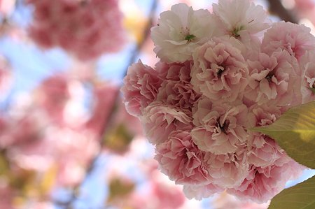 2011.04.29　和泉川　八重桜