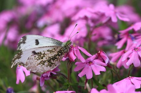 2011.04.30 和泉川 ツマキチョウ