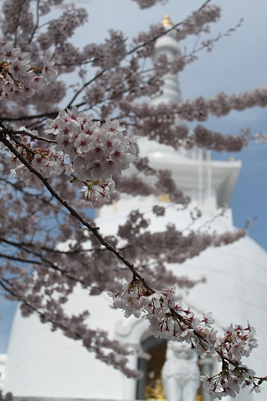 仏舎利塔と桜