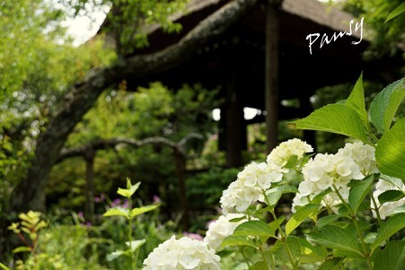 風待月の東慶寺・・5