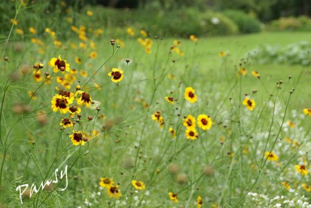 ハルシャギクと・・かすみ草の花畑で・・