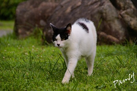 夏の日の猫・・1