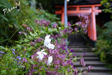 京都 伏見稲荷大社・・18