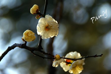 早春の東慶寺にて・・4